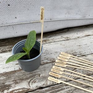 plantensteker courgette